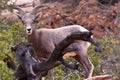 Desert Big Horn Lamb Sheep