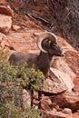 Desert Big Horn Ram Sheep Royalty Free Stock Photo