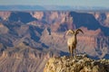 Desert Big Horn Ram Sheep at Grand Canyon Royalty Free Stock Photo