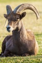 Desert Big Horn Ram Sheep Royalty Free Stock Photo