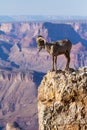 Big Horn Ram Standing On The Edge Of Grand Canyon Royalty Free Stock Photo