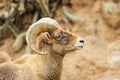 Desert big horn sheep Royalty Free Stock Photo