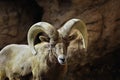 Desert Big Horn Sheep Royalty Free Stock Photo