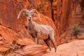 Desert Big Horn Sheep Ram Royalty Free Stock Photo