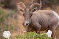 Desert big horned sheep with datura flowers Royalty Free Stock Photo
