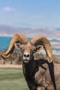 Desert Bighorn Ram Portrait Royalty Free Stock Photo