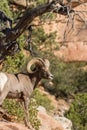 Desert Bighorn Ram Royalty Free Stock Photo