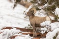 Desert bighorn ram standing under snow covered ponderosa pine Royalty Free Stock Photo