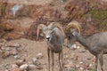 Desert Bighorn Rams in rut Royalty Free Stock Photo