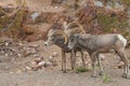 Desert Bighorn Rams Rutting Royalty Free Stock Photo