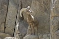 Desert Bighorn Sheep