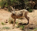 Desert Bighorn Sheep at Capitol Reef National Park, Utah Royalty Free Stock Photo