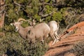 Desert Bighorn Sheep Ewe Royalty Free Stock Photo