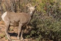 Desert Bighorn Sheep Ewe Royalty Free Stock Photo