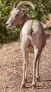 Desert Bighorn Sheep Female Looking Back with Suspicion Royalty Free Stock Photo