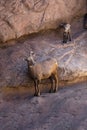 Desert Bighorn Sheep lamb and new Mother