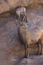 Desert Bighorn Sheep Royalty Free Stock Photo