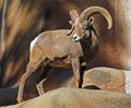 Desert Bighorn Sheep Royalty Free Stock Photo