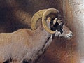 Desert Bighorn Sheep Royalty Free Stock Photo