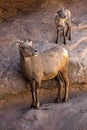 Desert Bighorn Sheep and new lamb