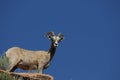 Desert Bighorn Sheep (Ovis canadensis nelsoni) Royalty Free Stock Photo