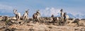 Desert Bighorn Sheep