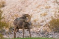 Desert Bighorn Sheep Ram Fleming