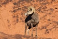 Desert Bighorn Sheep Ram Looking Back Royalty Free Stock Photo