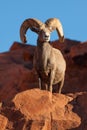 Desert Bighorn Sheep Ram Posing Royalty Free Stock Photo