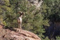 Desert Bighorn Sheep Ram in Rocks Royalty Free Stock Photo