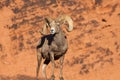 Desert Bighorn Sheep Ram in Rocks Royalty Free Stock Photo