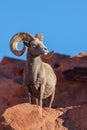 Desert Bighorn Sheep Ram Royalty Free Stock Photo