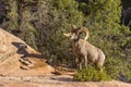 Desert Bighorn Sheep Ram Royalty Free Stock Photo