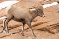 Desert bighorn ram walking on red slickrock slope with snow Royalty Free Stock Photo