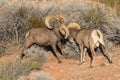 Desert Bighorn Sheep Rams Fighting Royalty Free Stock Photo