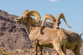 Desert Bighorn Sheep Rams