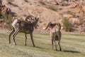 Desert Bighorn Sheep Rams in Rut Royalty Free Stock Photo