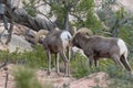 Desert Bighorn Sheep Rams During the Rut Royalty Free Stock Photo