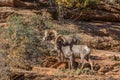 Desert Bighorn Sheep Rams During the Rut Royalty Free Stock Photo