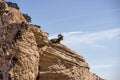 Desert Bighorn Sheep Sitting On A Mountain Ledge Royalty Free Stock Photo