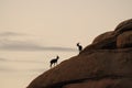 Desert Bighorn Sheep standing on a rock at Dawn Royalty Free Stock Photo