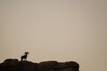 Desert Bighorn Sheep standing on a rock at Dawn Royalty Free Stock Photo