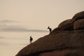 Desert Bighorn Sheep standing on a rock at Dawn Royalty Free Stock Photo