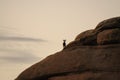 Desert Bighorn Sheep standing on a rock at Dawn Royalty Free Stock Photo