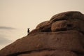 Desert Bighorn Sheep standing on a rock at Dawn Royalty Free Stock Photo