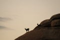 Desert Bighorn Sheep standing on a rock at Dawn Royalty Free Stock Photo