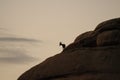 Desert Bighorn Sheep standing on a rock at Dawn Royalty Free Stock Photo