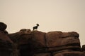 Desert Bighorn Sheep standing on a rock at Dawn Royalty Free Stock Photo