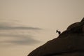 Desert Bighorn Sheep standing on a rock at Dawn Royalty Free Stock Photo