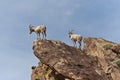 Desert Bighorn Sheeps in Anza Borrego Desert.